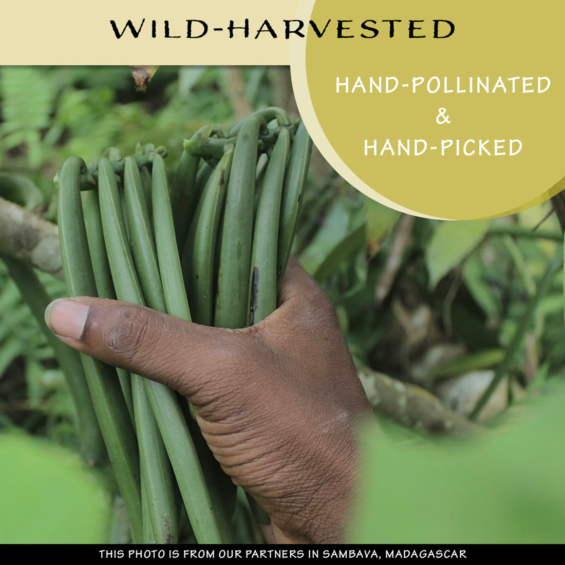 Ground Vanilla Beans: Madagascar FINE GRIND—Planifolia Smooth & Buttery Planifolia — 1 Pound